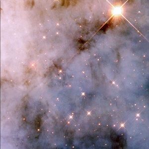 Meet your Posher, Cheyenne